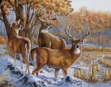 Indiana Whitetails (Oil)
